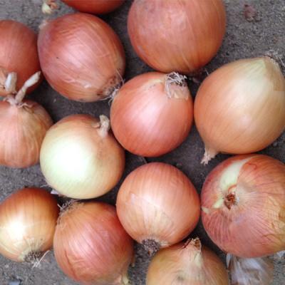 China fresh round onion onion gansu fresh onion for sale