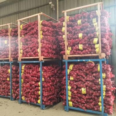 China HOT SELLING ONION CHINESE HIGH QUALITY FRESH ONION for sale