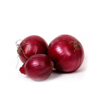 China Gansu fresh onion small red onions round farm fresh dark red dry onion for sale