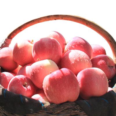 China Fresh Red Apple Fresh Apple Fruit China Fuji Apples for sale