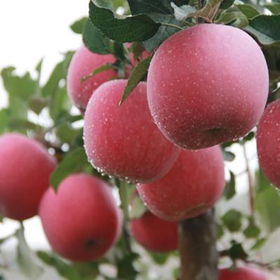 China Cheap Fresh Exporters Price Fresh Apple Fruit Fresh Apples For Sale for sale