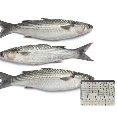 China Organic Size 1-2kg Frozen Gray Mullet Gutted Mullet Fish for sale