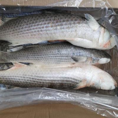 China Vietnam Organic Market 6-7 Pcs Per Origin China Kg Fresh Frozen Gutted Gray Mullet for sale