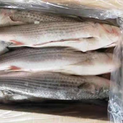 China Organic 6-7 Pcs Gutted Frozen Gray Mullet Fish for sale