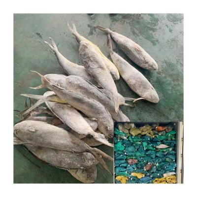 China NATURE Seafrozen Round Mahimahi Wholesale Price Whole Fish Mahi Mahi for sale