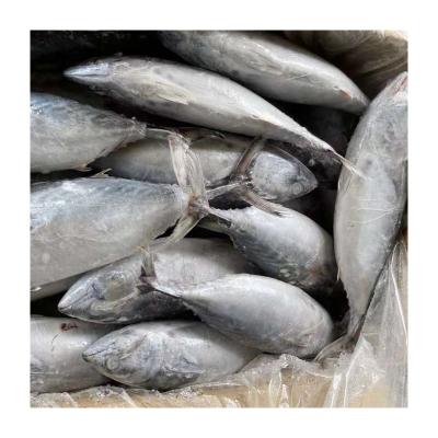 China NATURE Sea Tuna Fish Whole Round Striped Frozen Bonito Material With Good Prices for sale