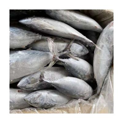 China Offer Tuna Material Fresh Whole Fish from NATURE around frozen striped bonito for sale