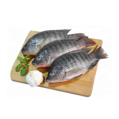 China NATURE Premium Quality Live Tilapia Food Whole Black Frozen Tilapia for Africa for sale