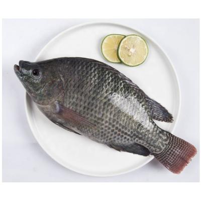 China NATURE Wholesale 500 - 800gr Fresh Frozen Tilapia Fish Black Tilapia for sale