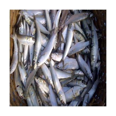 China NATURE Canned Sardines Fresh Fish Importers 160-200pcs Frozen Sardine Fish for sale