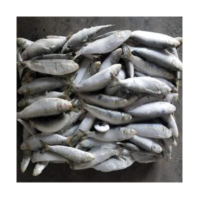 China NATURE seafood fresh sea good frozen sardines importers canned 180-220pcs sardine fish for sale