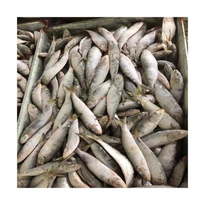 China Titus Sardines Canned Fresh Land 180-220pcs Frozen Sardine Fish Morocco From NATURE Newcomers for sale