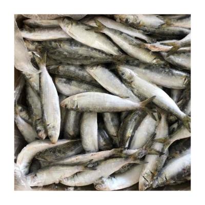 China NATURE chinese wholesale cheap price small size 50-80 gram canning factory material sardines frozen for sale