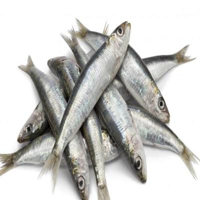 China Wholesale Frozen NATURE Price Sardine W/R Fresh Sardines In Water for sale