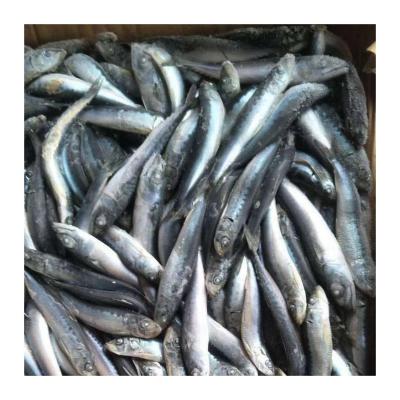 China Wholesale NATURE Cold Water Fish Canned Material Factories Fresh Sardines for sale