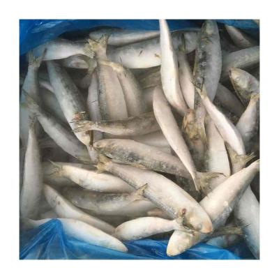 China NATURE Frozen Wholesale Sardines Canned Sardine Fish Importers for sale