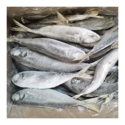 China NATURE 16cm+ Good Price Ready Stock Frozen Fish Jack Horse Mackerel for sale