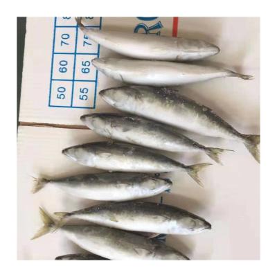 China NATURE IQF Cold Water Saurels Philippines Frozen Fish Mackerel Exporters for sale