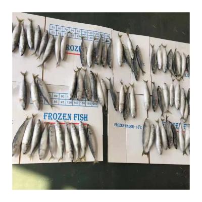 China NATURE South Africa Fish High Quality Whole Gutted Saurels Frozen for sale