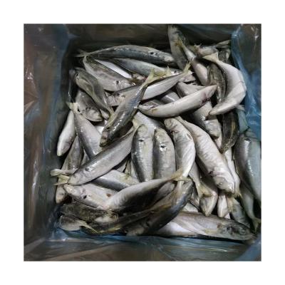 China Wholesale NATURE Quality Market Use IQF 10%Ice Good Frozen Saurels 120-140pcs for sale