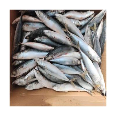 China Best Price Organic Hot Frozen Fish Seafood Pacific Seafrozen BQF 150-250g Fresh Mackerel Pacific Selling for sale