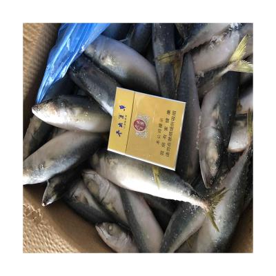 China BQF 100-150g Organic Canned Pacific Fish Fresh Seafood Frozen Mackerel For Indonesia Market for sale