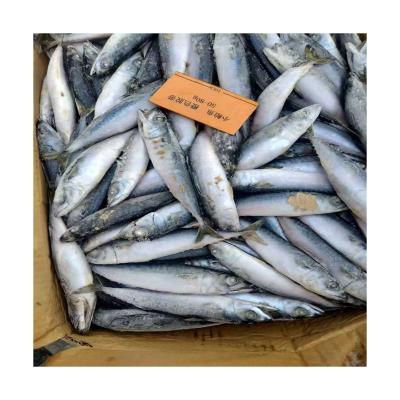 China Best Quality Organic Fresh Sea Fish BQF 50-80g North Pacific Frozen Mackerel For Indonesia Market for sale