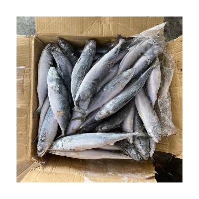 China Best Price Organic Fish Sea 50-100g North Pacific Use Canned Mackerels Frozen Mackerel for sale