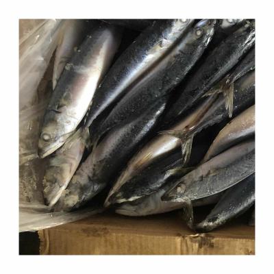 China New Market Appropriate Quality Catching Sea Fish NATURE Indonesia Frozen Pacific Mackerel for sale