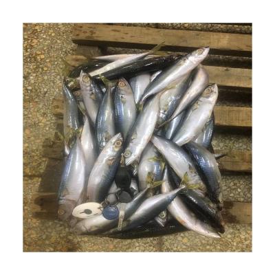 China Thailand Use Fish Land Frozen Scomber Organic Cheap Canned Mackerel 120-150g Pacificus japonicus for sale