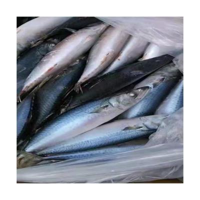 China Cheap Price 300-500g Good Quality NATURE Sea Fish Pacific Mackerel Frozen Scomber japonicus for sale