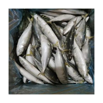 China NATURE Cheap Price Light Market Use Frozen Pacific Fish 100-125g IQF 10%Ice Catch Mackerel for sale