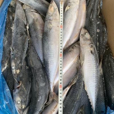 China High Quality Organic Chinese Ground Frozen IQF Scomber Mackerel Japonicus Price for sale