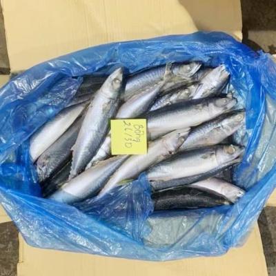 China Importers Organic Wholesale Fresh Frozen Catching Scomber Chub Pacific Mackerel Frozen Japonicus Fish for sale