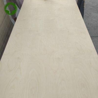 China Traditional Hot Sales 18MM E1 Glue Birch Plywood Eucalyptus Core 2 times hot press Commercial Plywood for sale