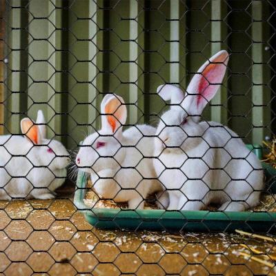 China PVC Coated, Chicken Wire Netting for Animals Pet Wire Mesh for sale