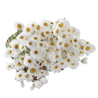 China Durable Yunnan Dried Natural Preserved Rhodanthe Flower Rhodanthe Flower White Pink Decorative Gift for sale