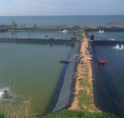 Κίνα HDPE πάχους 0.1mm3mm φύλλο Geomembrane για το σκάφος της γραμμής αγροτικών λιμνών ψαριών προς πώληση