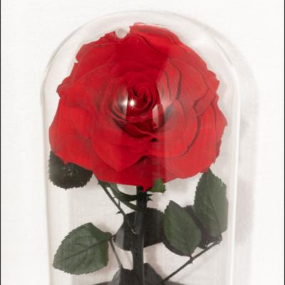 China Durable Roses Valentine Gift Set Hot Sale Durable Preserved Rose in Glass Dome Roses for sale