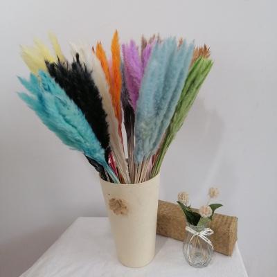 China Fashional Gift Hot Selling Reed Fluffy Prundo Phragmites Reeds Flowers Dry Pampas Grass For Bohemian Home Decoration for sale