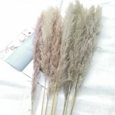 China Factory Direct Selling Dried Flowers Wedding Dried Flower Best Decorative Real Natural Dried Pampas Grass for sale