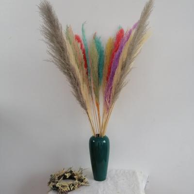 China Factory Direct Selling INS Hot Selling Decorative Flowers Preserved Flowers Natural Color Dried Plants Small Pampas Grass for sale