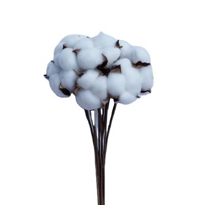 China Fashional YUNNAN Flower and Plant Christmas Decoration Flower Dried Cotton Plant Dried Flower for sale