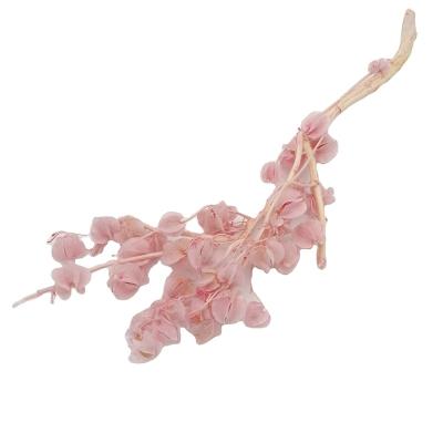 China Modern home decor decorations durable wedding edible groundcherry dry flower dried lantern fruit flower for sale