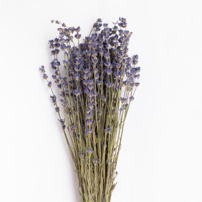 China Wholesale Llasting Flower Lavender Vapor Bouquet Long Dry Eternal Flower Dried Preserved Lavender for sale