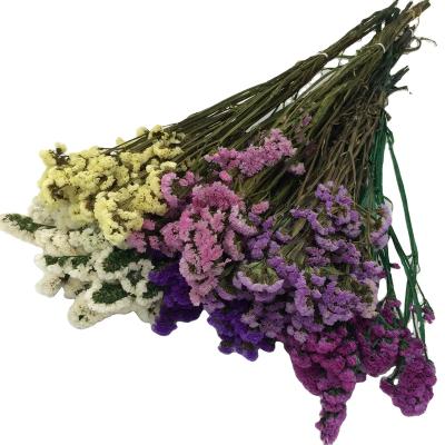 China Lasting Wedding Gifts Forget I Not Eternal Dried Flower Real Flower Preserved Statice Myosotis Sylvatica for sale