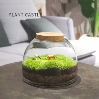 China Nature Moss Tropical Plants Roll Mini Greenhouse Decorative Glass Gift With Natural Plant Scent For A Small Garden for sale