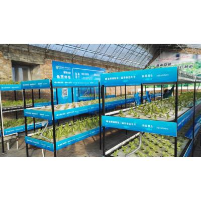 China Agriculture planting sustainable greenhouse hydroponics wholesale aquaponics system growing aquarium for fish and vegetable for sale