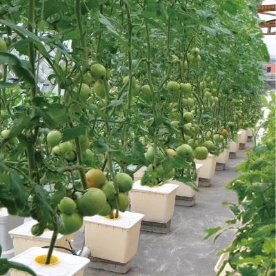 China Grows Dutch Bucket Hydroponics For Greenhouse Crop Growing for sale