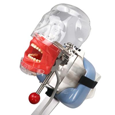 China Detachable and Replaceable Dentist Training Teaching with Jaw Dental Phantom Manikin Simulator Typodont Main Model for sale